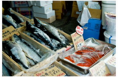 魚