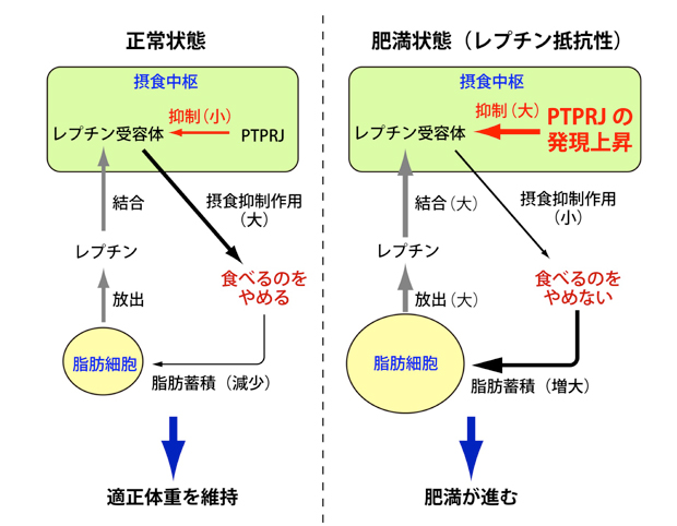 PTPRJ