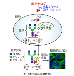 糖鎖の検出