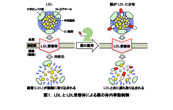 LDL
