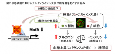血糖調節メカニズム